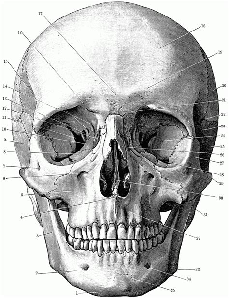 skull coloring pages anatomy - Upper-Class Vlog Image Bank