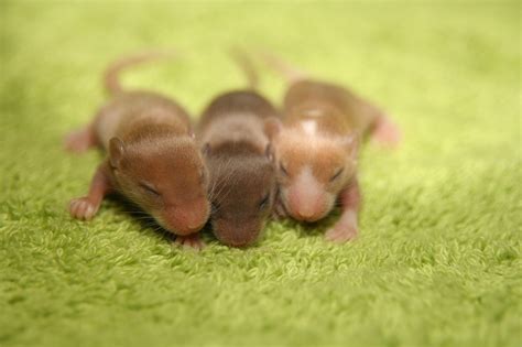 Baby Mice