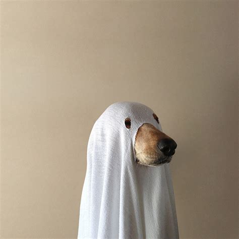 Real Ghost Dog Music for Real Ghost Dogs | A shadowy cabal of phthisic ...