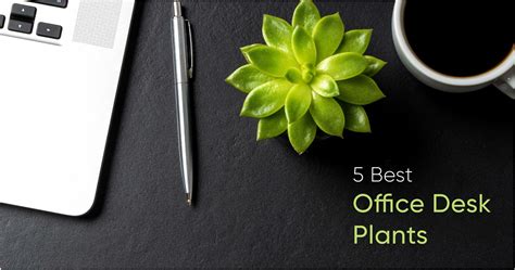 Total 97+ imagen best plants for office desk - Abzlocal.mx