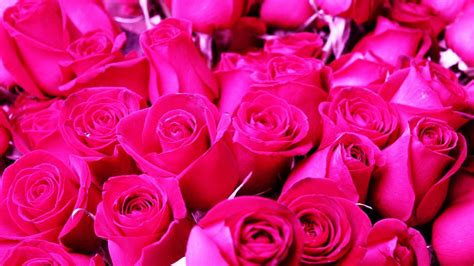 Pink Roses Backgrounds - Wallpaper Cave