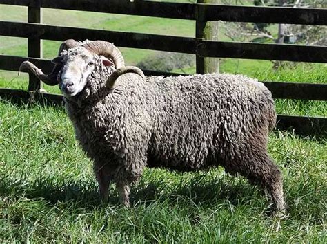 New Zealand's five rare feral sheep breeds