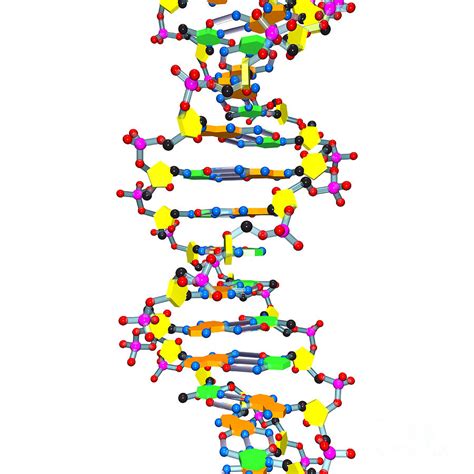 Dna Helix - ClipArt Best