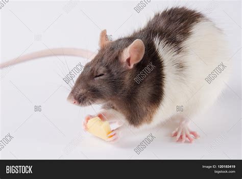 Rat Eating Cheese Image & Photo (Free Trial) | Bigstock