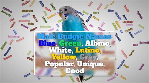 Male Budgie Names: Blue, Green, Albino, Lutino, Yellow, White, Grey ...