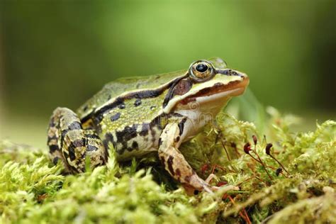 Common toad, Bufo bufo stock photo. Image of studio, horizontal - 25101376