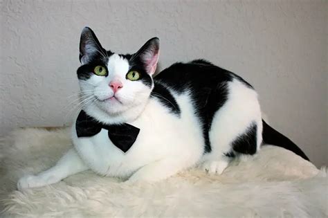 Tuxedo American Shorthair Cat Black And White