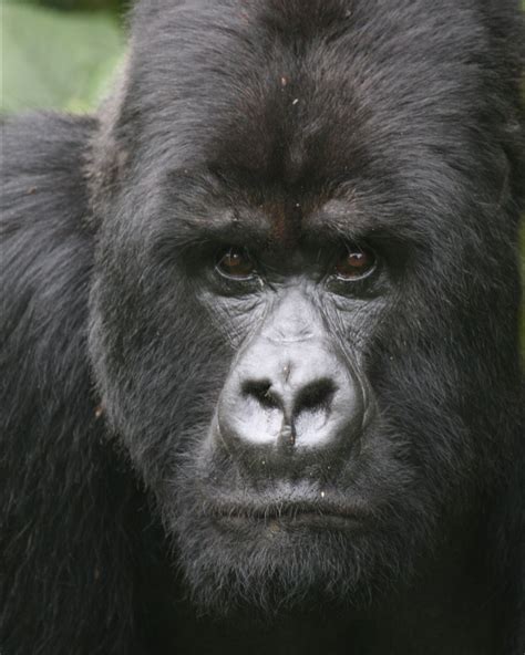 Mountain gorillas have long been perceived as aggressive creatures, but ...