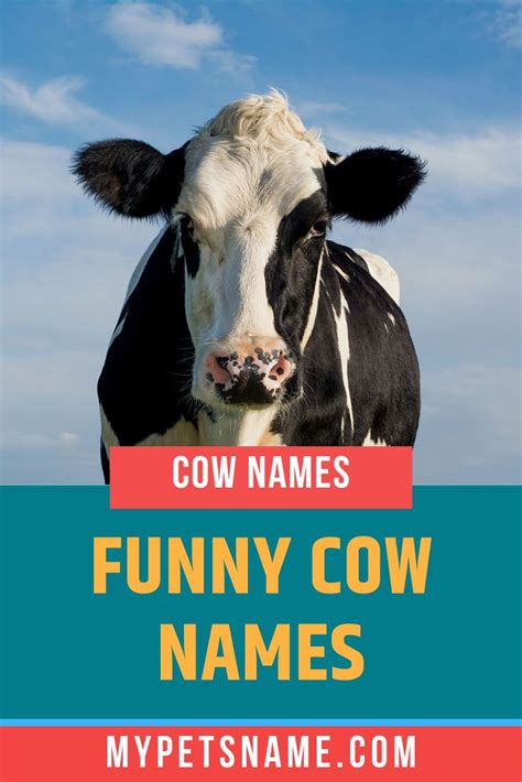 Funny Cow Names | Funny cow names, Cow names, Cows funny