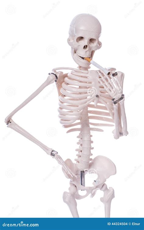 Skeleton Smoking Cigarette Isolated Stock Photo - Image of medical ...