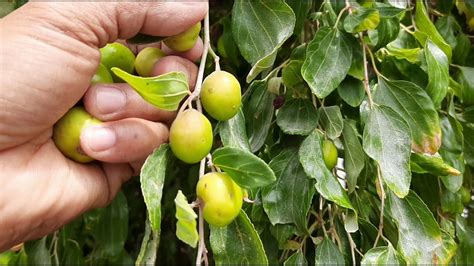 Filipino Manzanita Fruit – Filipino Eyes