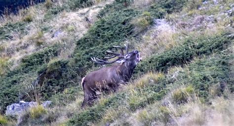 Photo gallery Wildlife in Central Balkan National Park Bulgaria