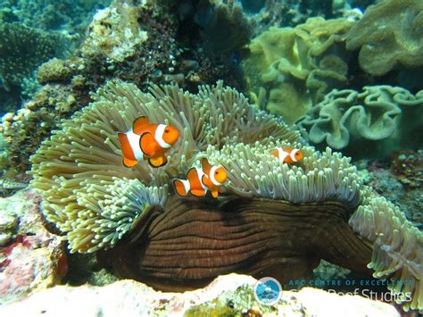 Coral Reef Fish Are More Resilient Than We Thought, Study Finds | NCPR News