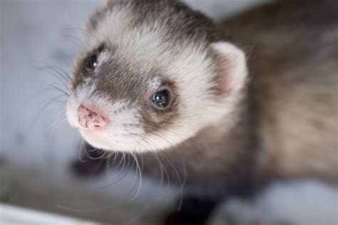 Natural Ferret Diets - Whole Prey and Raw Foods