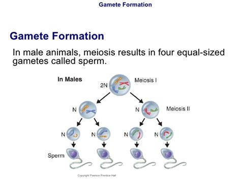 Gamete Formation In Females - jebrown