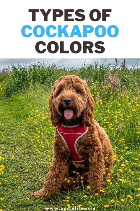 13 Types Of Cockapoo Colors [With Photos] - Oodle Life