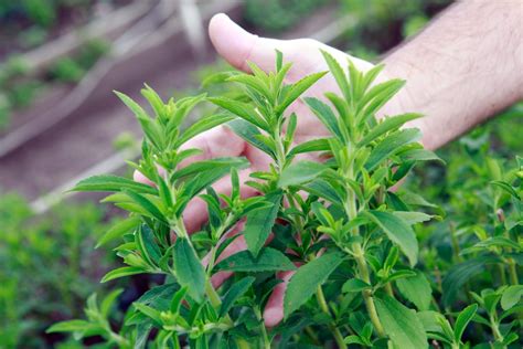 Stevia Plant Care » All the Top Tips