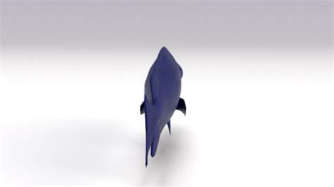 ArtStation - Blue Damselfish | Resources