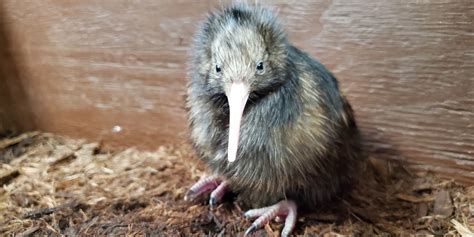 And Kiwi Makes Four: A Bird Baby Boom at SCBI | Smithsonian's National Zoo