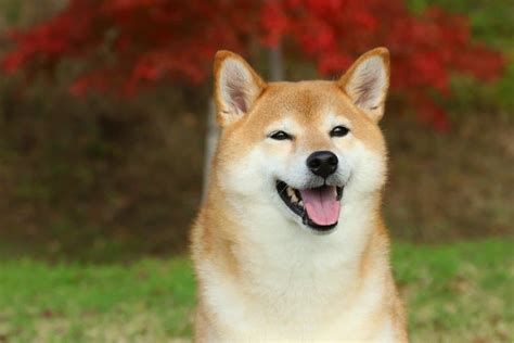 Shiba Inu Pictures - AZ Animals