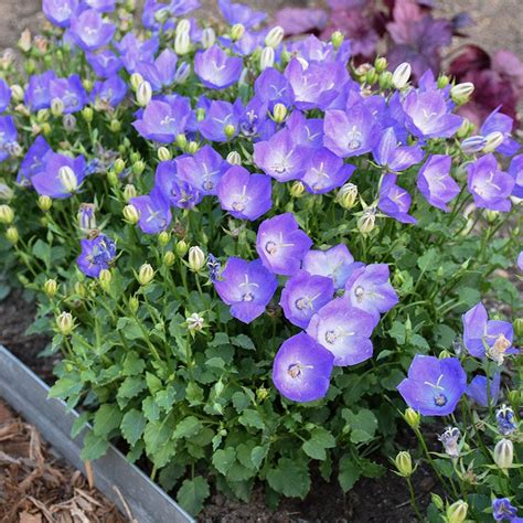 Rapido Blue Bellflower, Campanula | American Meadows