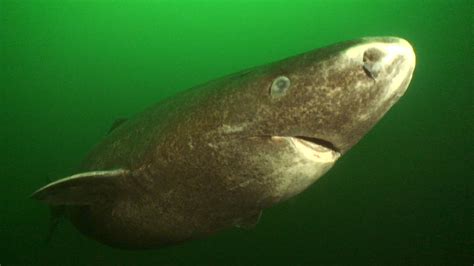 Greenland Shark - Fishes World - HD Images & Free Photos