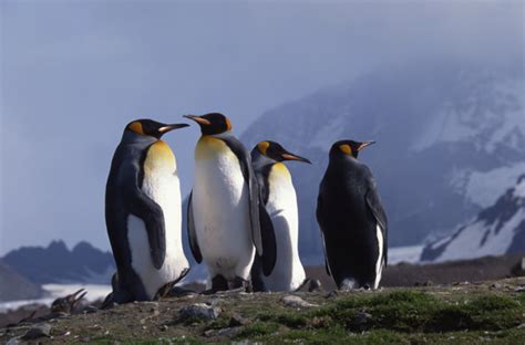 Spheniscidae - penguins | Wildlife Journal Junior