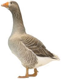 Goose Breeds | poultrykeeper.com