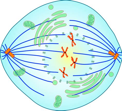 Phases Of Mitosis Metaphase