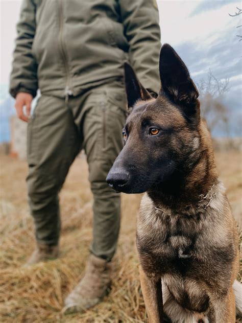 K9 Belgian malinois : r/dogswithjobs