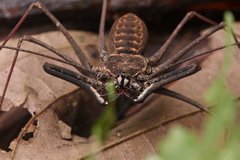 Amblypygid (Heterophrynus sp.) | Photo from Sani lodge borde… | Flickr