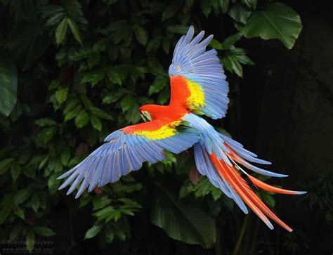 Life and Entertainment: Scarlet Macaw (Beautiful Parrot)