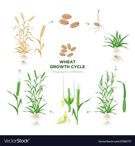 Wheat growing stages, life cycle of wheat plant infographic elements in ...