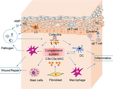 Innate Immune System Skin