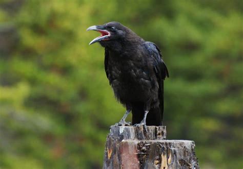 Why Do Crows Caw? (Scientific & Spiritual Meanings)