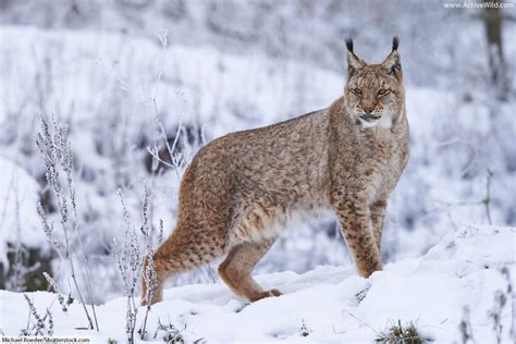 Eurasian Lynx Habitat