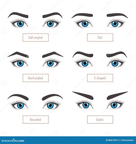 6 Basic Eyebrow Shapes with Captions. Stock Vector - Illustration of ...