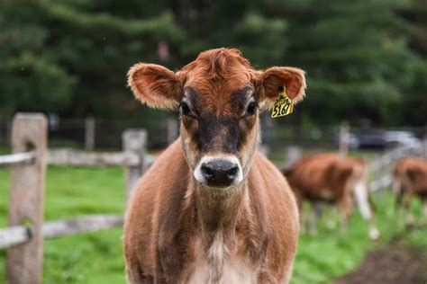 Fun Facts About Dairy Cows Dairy Cows Cow Photos Jersey Cow | The Best ...