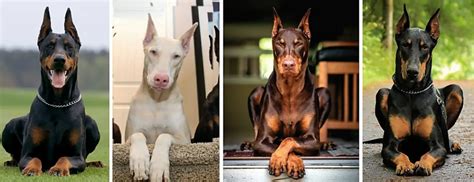 Which Doberman Dog Breed Is Best? – Golden Bailey Dogs