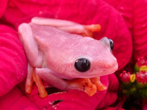 Pink Red Eye Tree Frogs