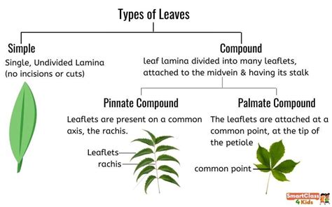 Parts Of A Leaf And Its Functions