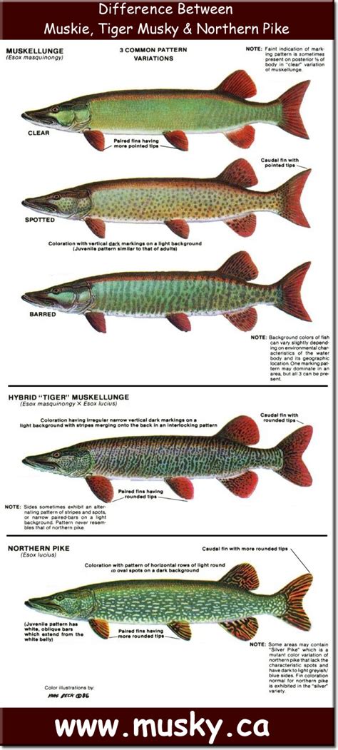 Difference Between Musky / Tiger Musky & Northern Pike