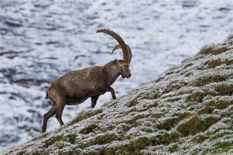 Alpine Ibex by Nonaka / 500px | Alpine ibex, Ibex, Wildlife photography