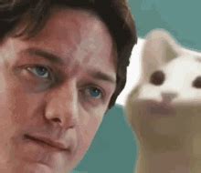 Bop Cat GIF - Bop Cat Bopbop - Discover & Share GIFs