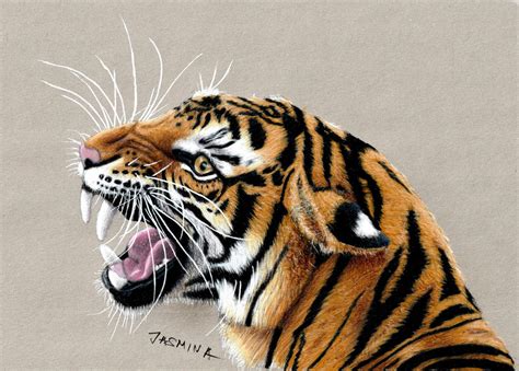 Colored Pencil Drawing of a Roaring Tiger by JasminaSusak on DeviantArt