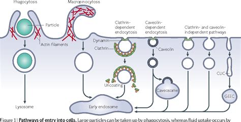 [PDF] Pathways of clathrin-independent endocytosis | Semantic Scholar