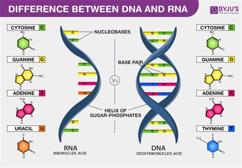 DNA vs RNA - Introduction and Differences between DNA and RNA