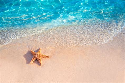 "Starfish On Beach" Images – Browse 307 Stock Photos, Vectors, and ...