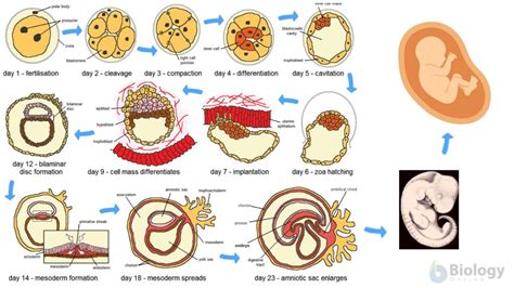 Zygote Definition Biology