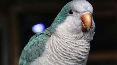 30 Quirky Facts About The Quaker Parrot | Facts.net